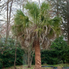 Sabal palm extract - Revitaprost Composition 